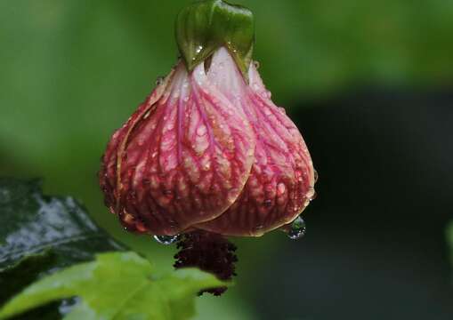 Image of Painted indian mallow