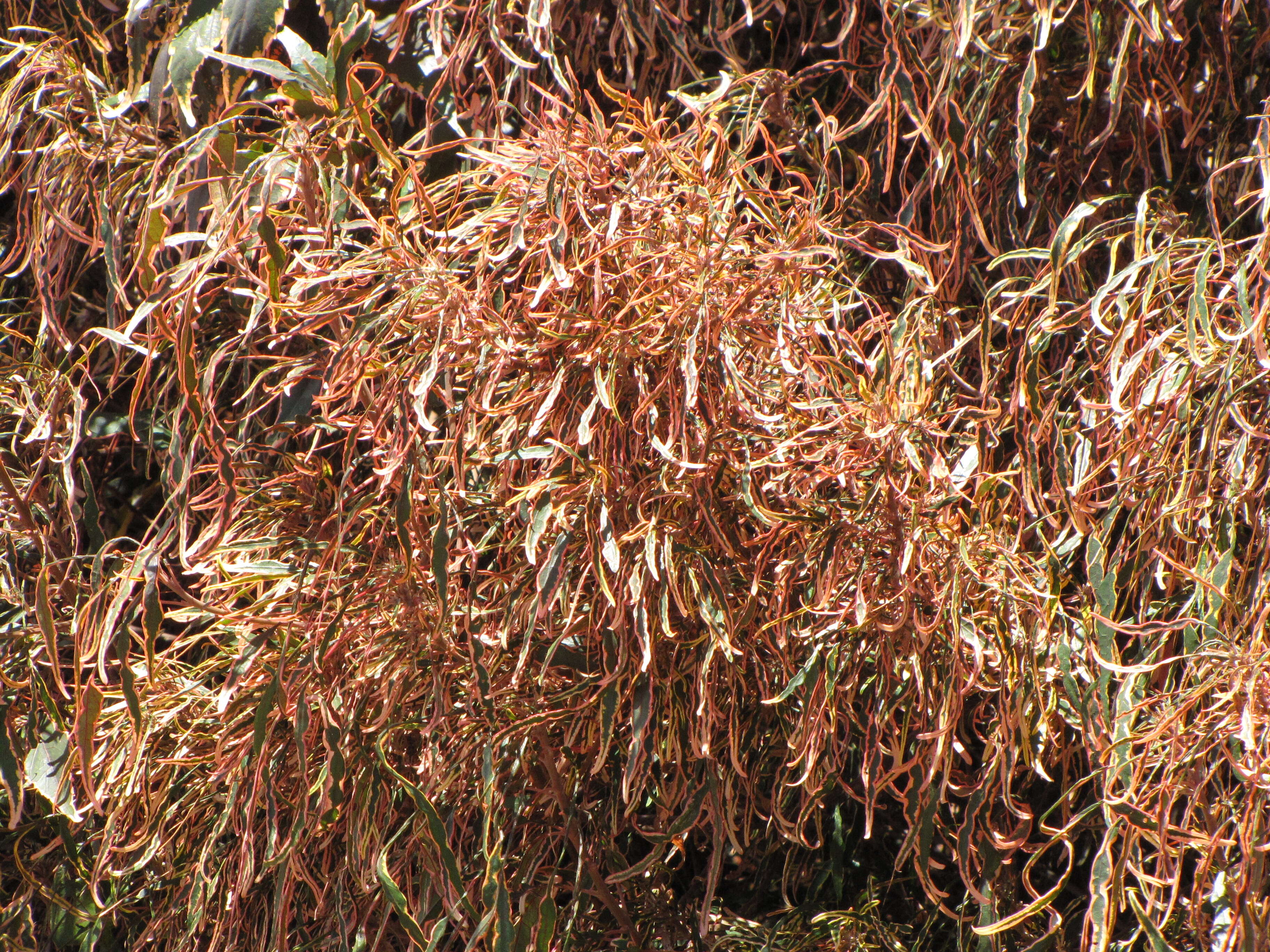 Image de Acalypha wilkesiana Müll. Arg.