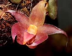 Imagem de Bulbophyllum translucidum Kindler, R. Bustam. & Ferreras