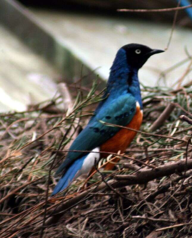 Image of Superb Starling