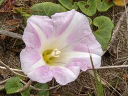 Plancia ëd Calystegia soldanella (L.) R. Br.