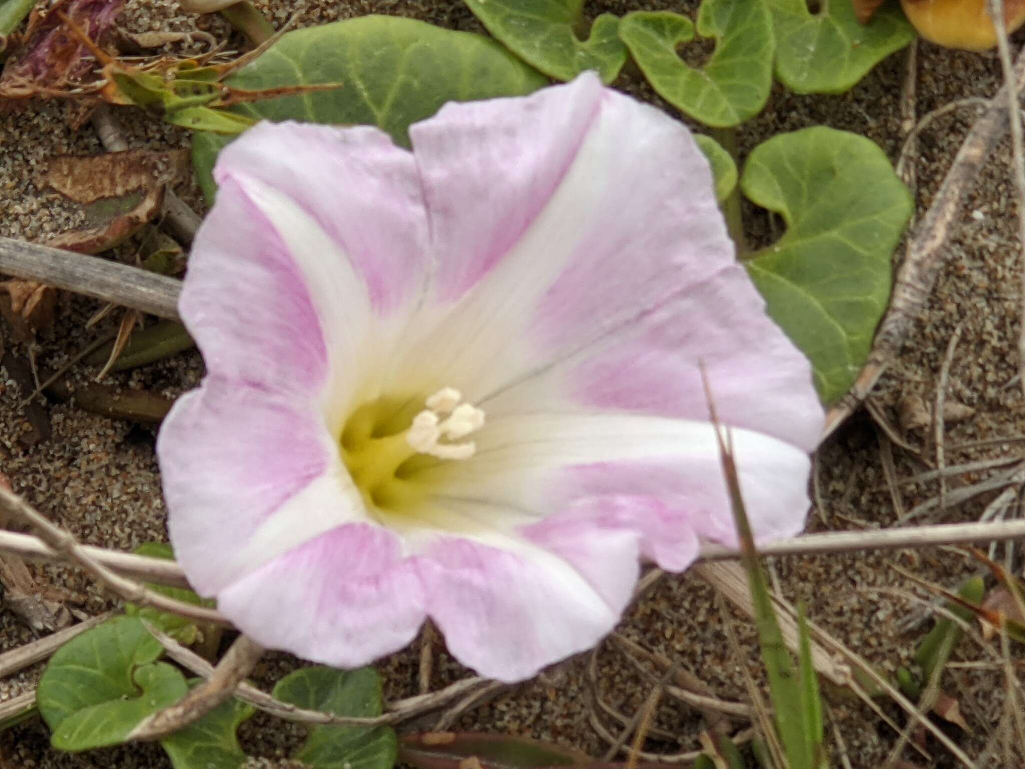 Plancia ëd Calystegia soldanella (L.) R. Br.