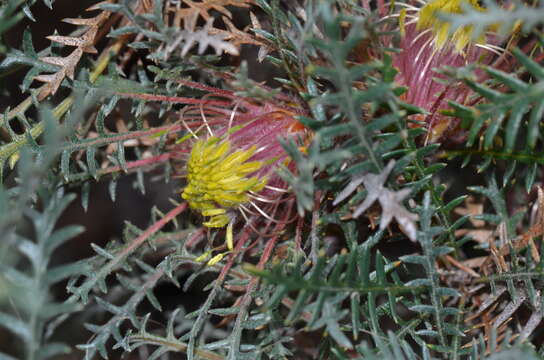 Image of Banksia serratuloides (Meissn.) A. R. Mast & K. R. Thiele