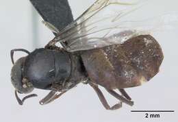 Imagem de Lasius platythorax Seifert 1991