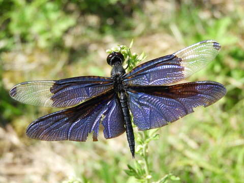 Слика од Rhyothemis fuliginosa Selys 1883