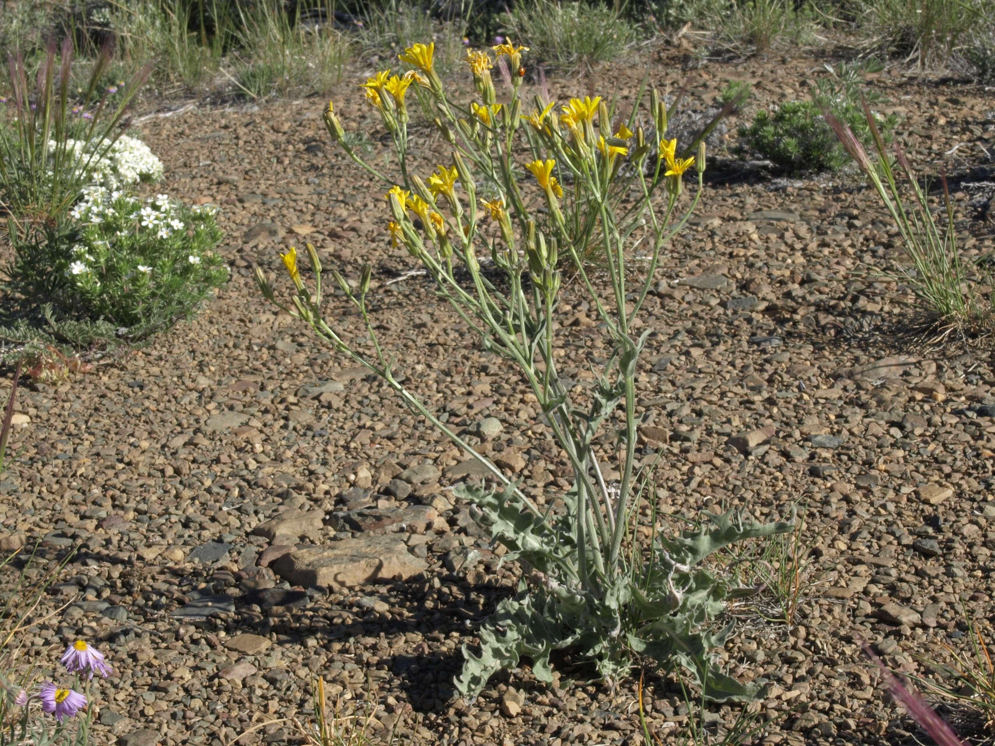 Image of limestone hawksbeard