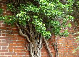 Image of English ivy