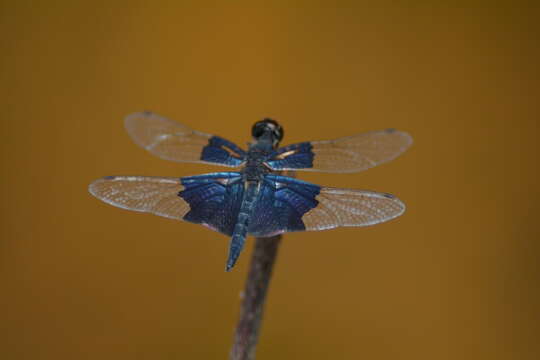 Image of Rhyothemis triangularis Kirby 1889