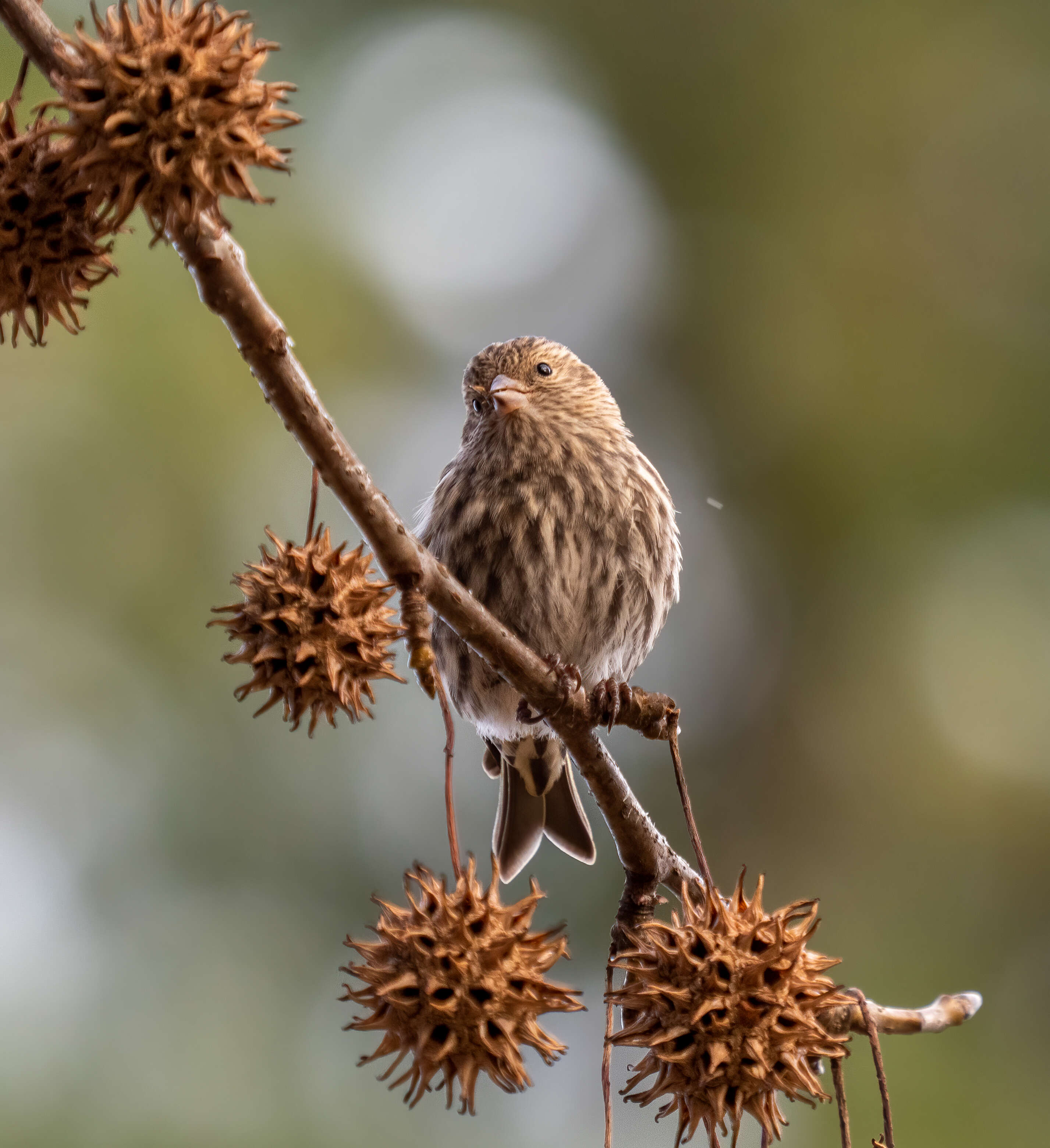 Image of Pine Siskin