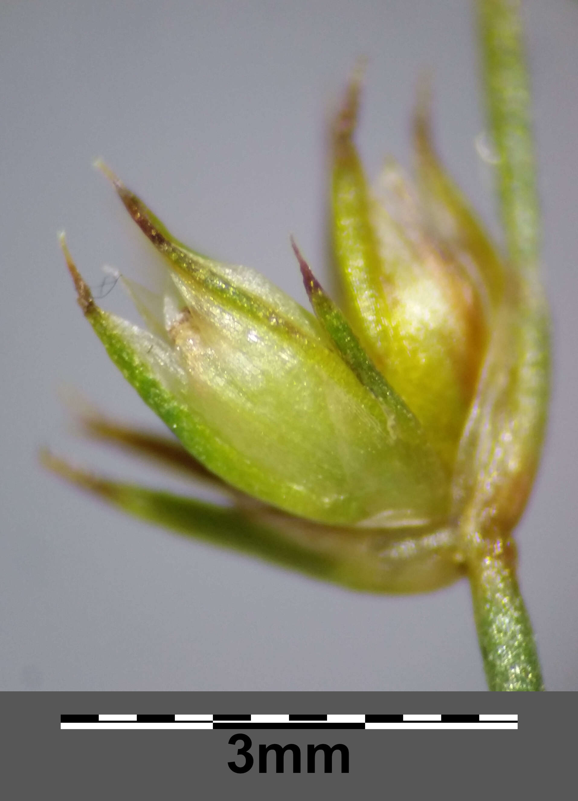 Image of dwarf rush