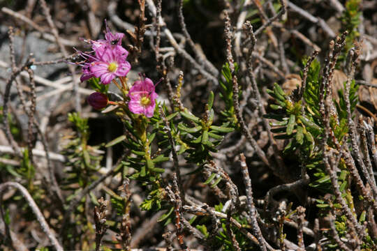 Image of purple mountainheath