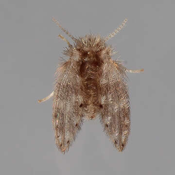 Image of Moth fly