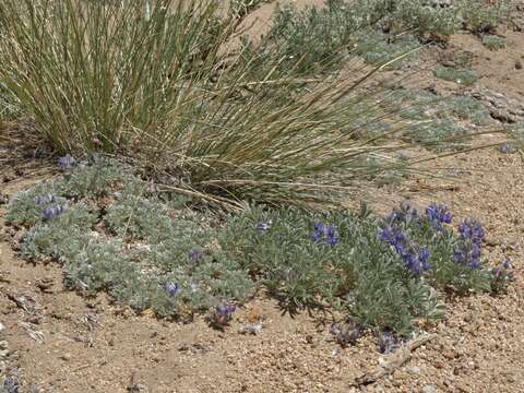 Image of Brewer's Lupine