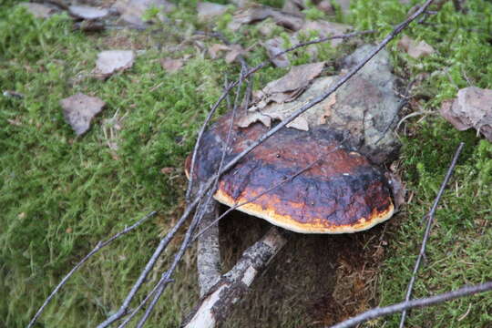 Image of Red-banded bracket