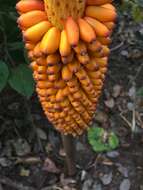 Amorphophallus paeoniifolius (Dennst.) Nicolson resmi