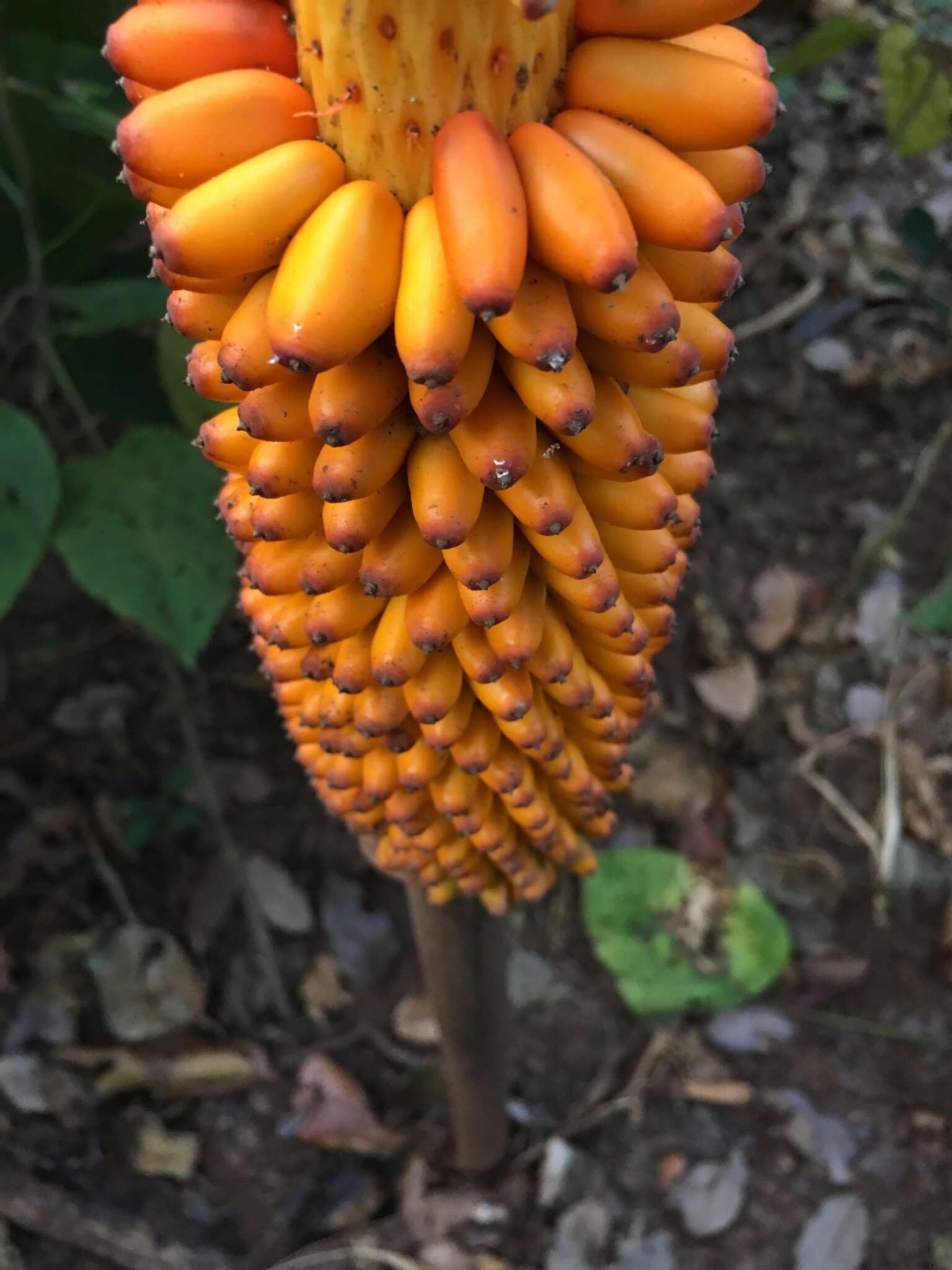 Amorphophallus paeoniifolius (Dennst.) Nicolson resmi