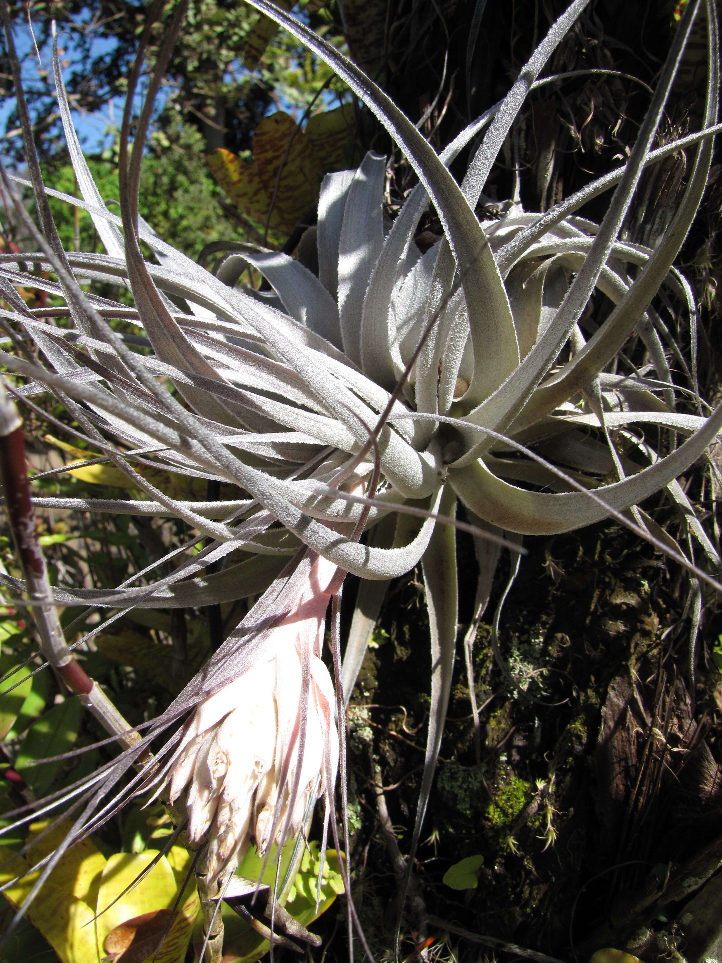 Image of Airplant