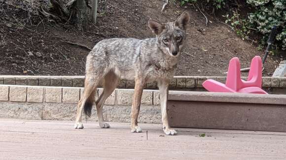 Imagem de Canis latrans ochropus Eschscholtz 1829