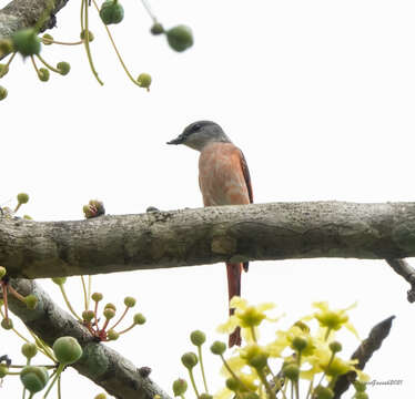 Image of Rosy Minivet