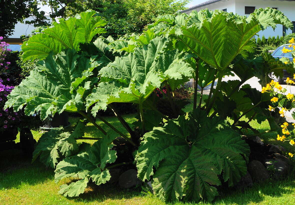 Image of giant rhubarb