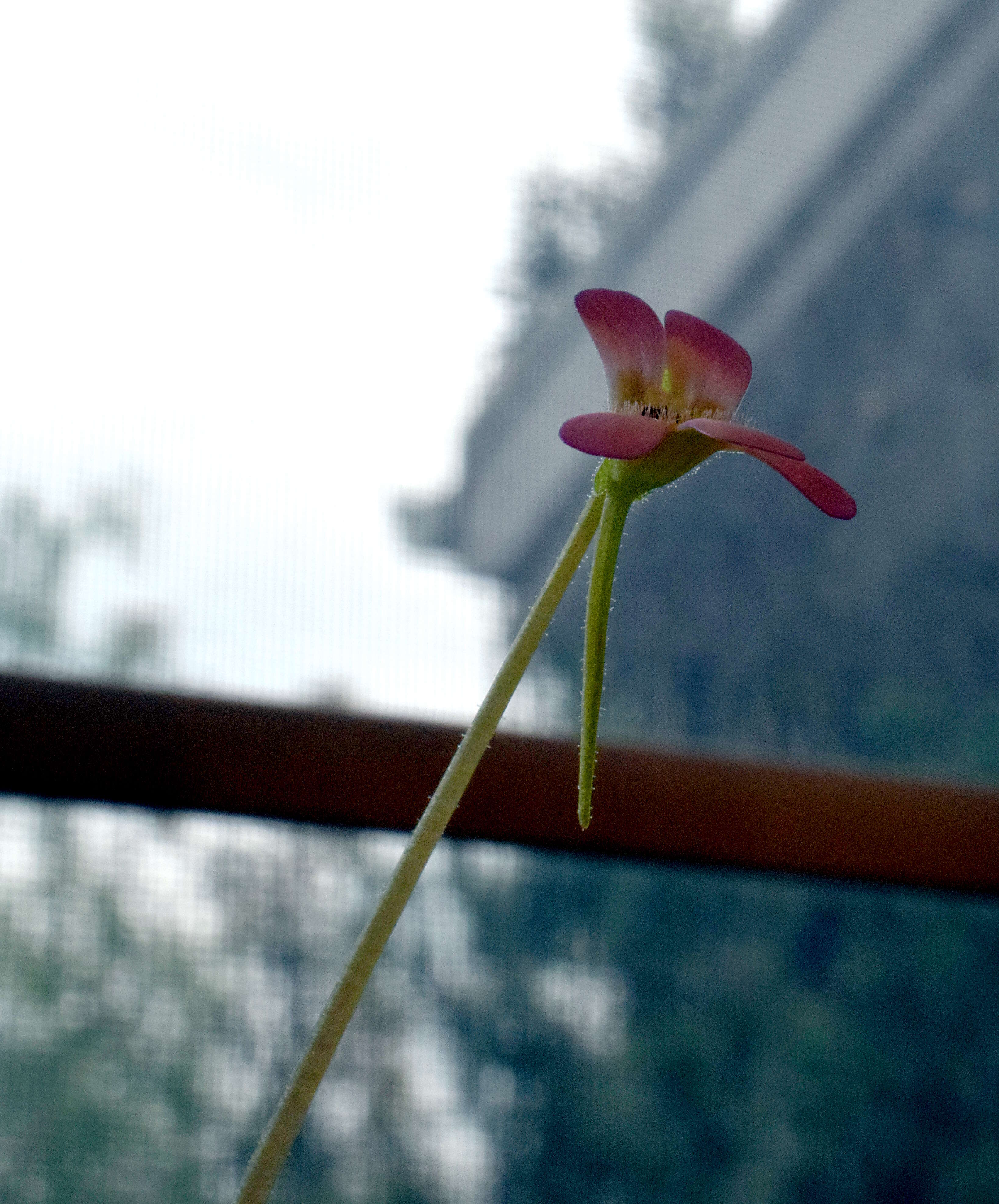 Image of Pinguicula esseriana B. Kirchner