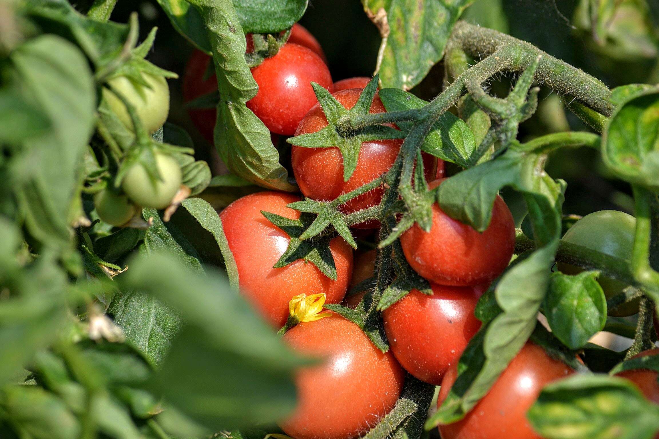 Image of tomato