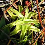 Image de Pinguicula caerulea Walt.