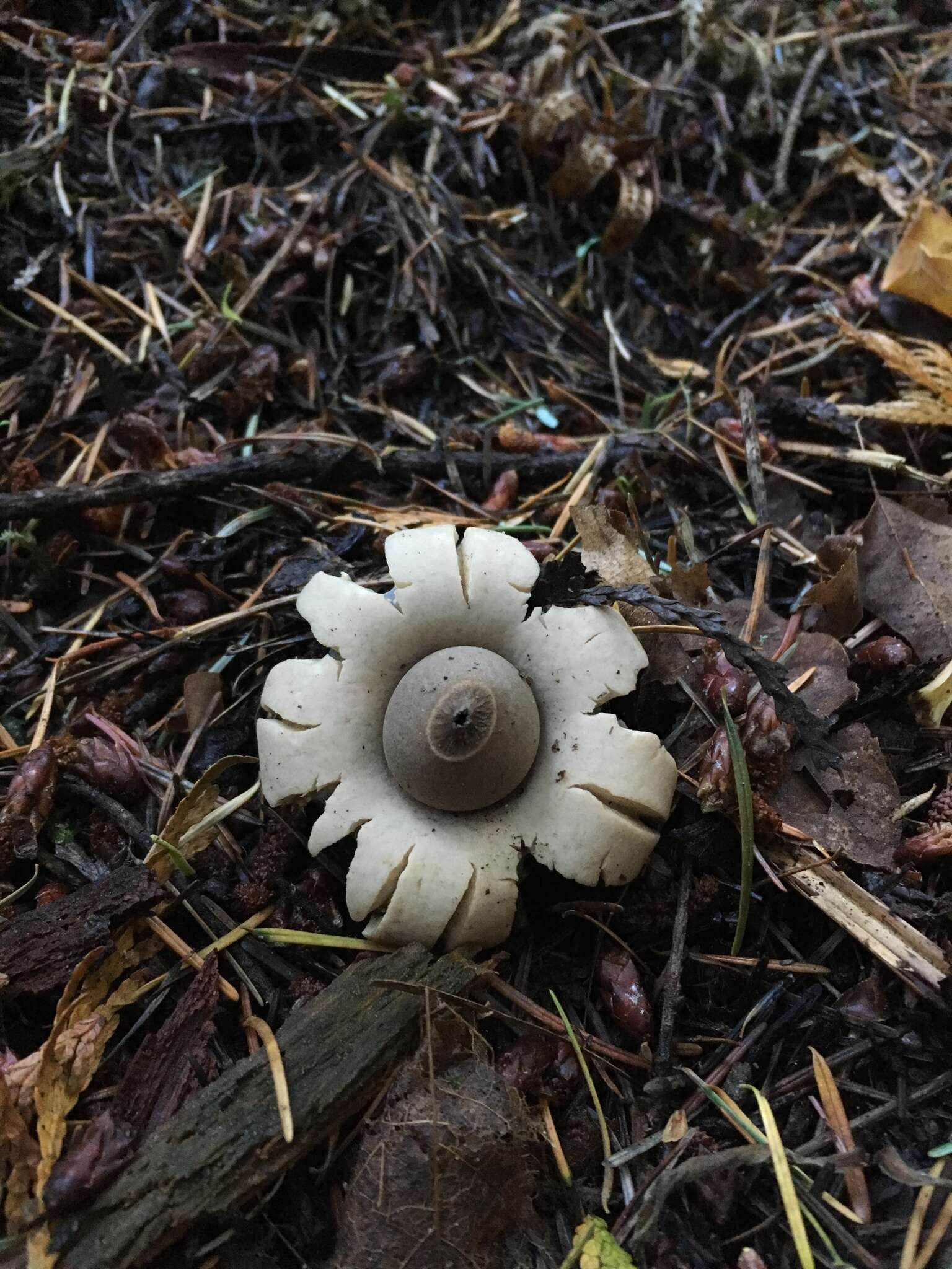 Image of Geastrum saccatum