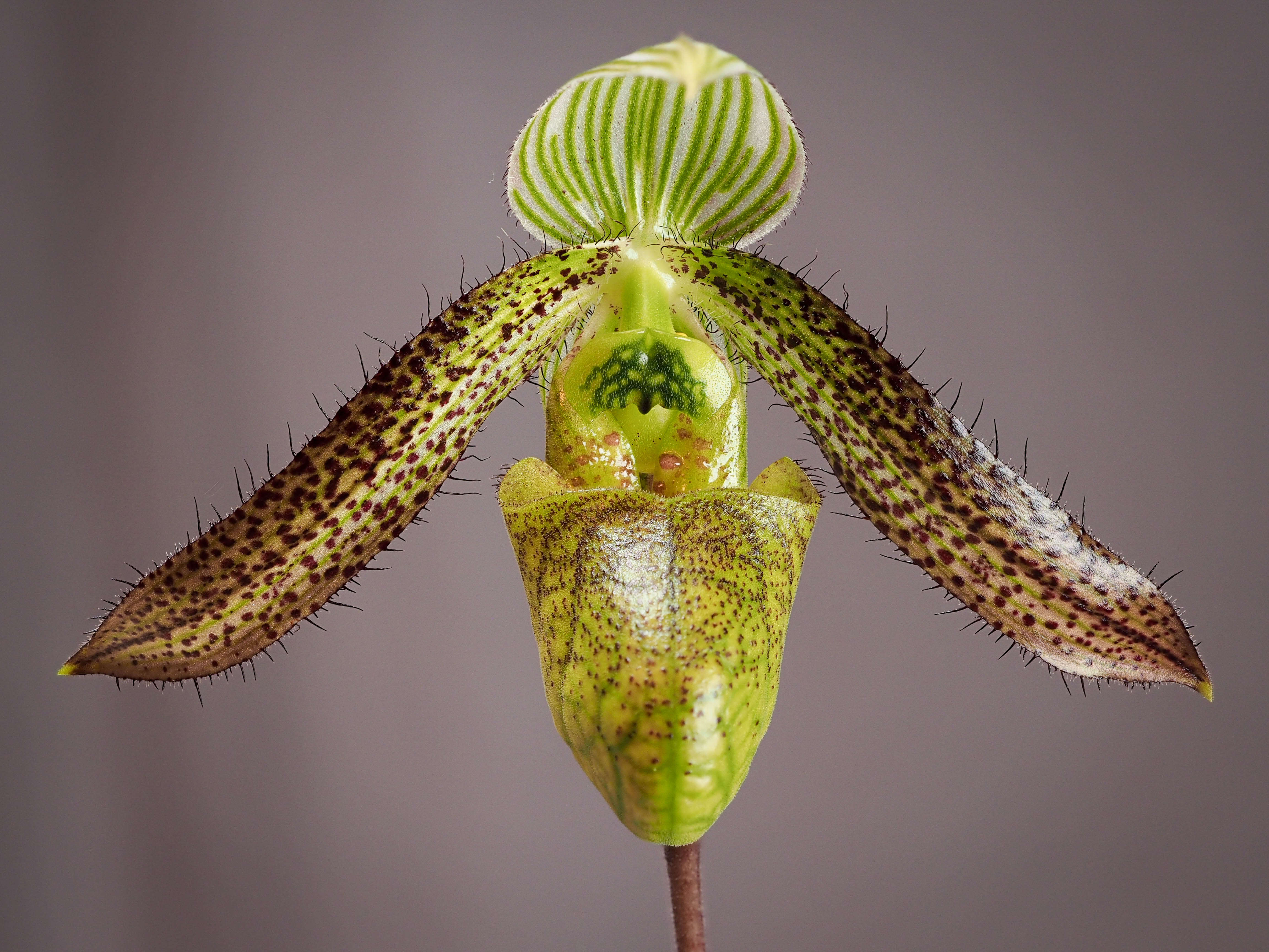 Image de Paphiopedilum wardii Summerh.