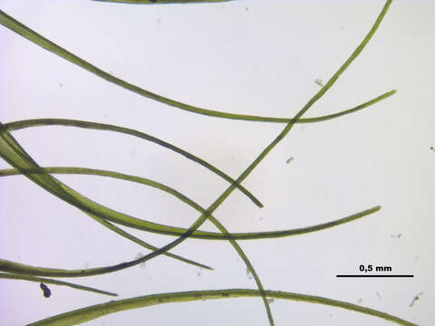 Image of denuded dicranodontium moss