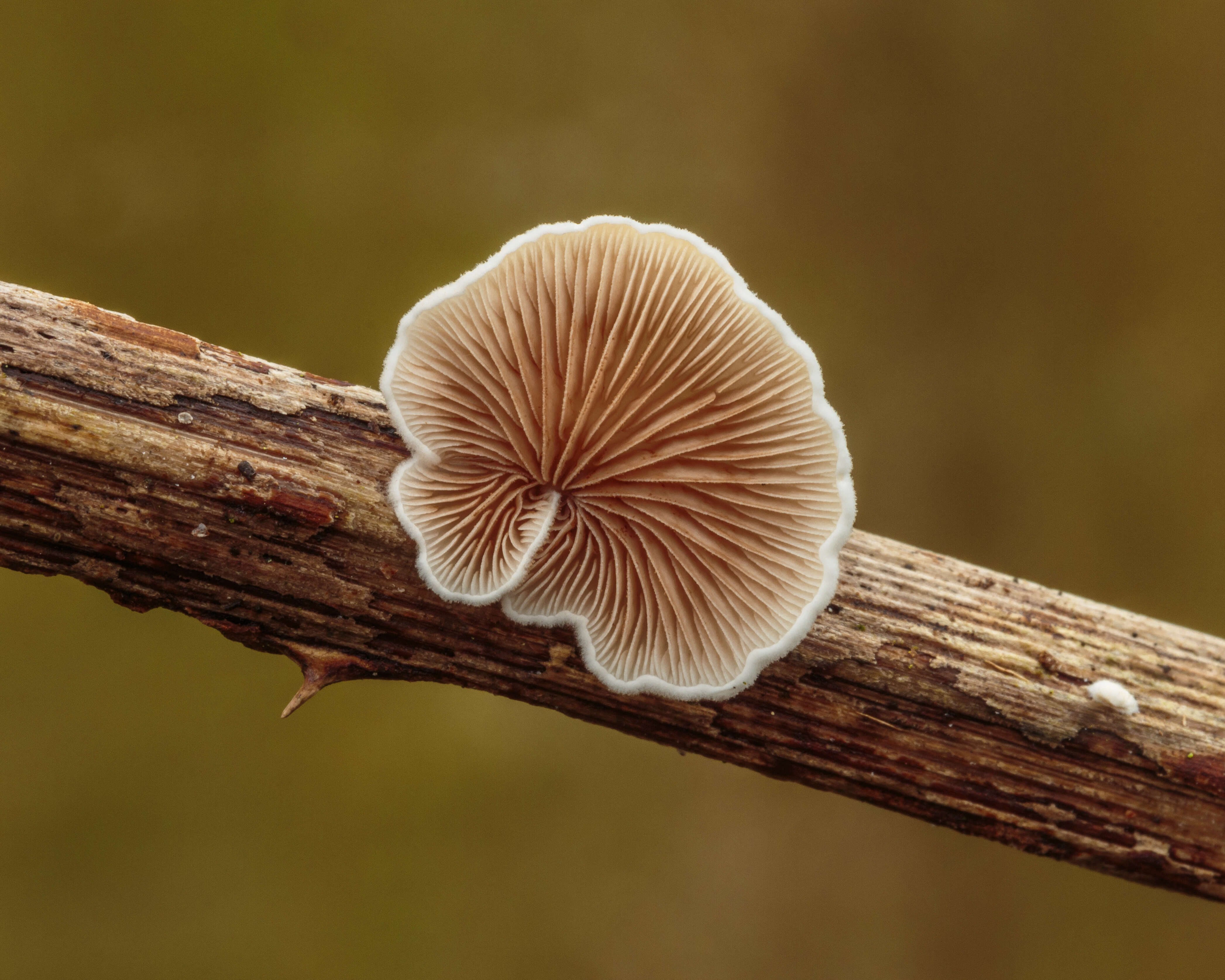 Image of Crepidotus variabilis (Pers.) P. Kumm. 1871