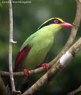 Image of Common Green Magpie