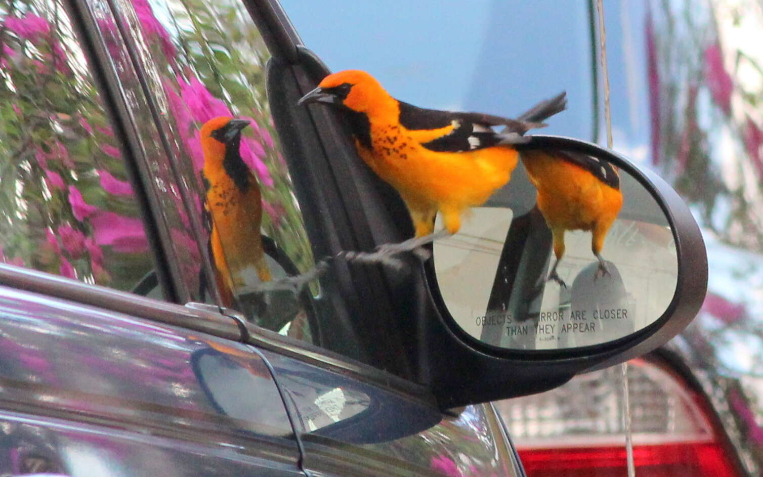 Image of Spot-breasted Oriole