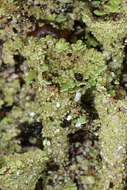 Image of cup lichen