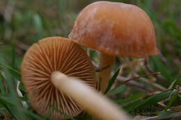 Imagem de Galerina graminea (Velen.) Kühner 1935