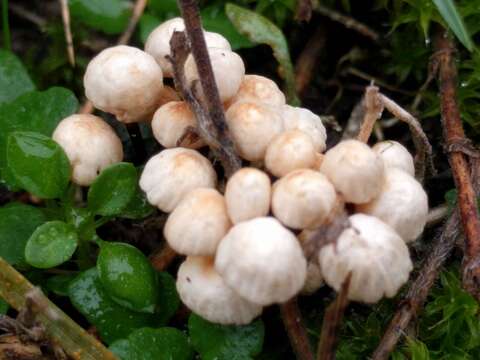 Image of Marasmius rotula (Scop.) Fr. 1838