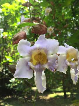 Image of Bengal clock vine