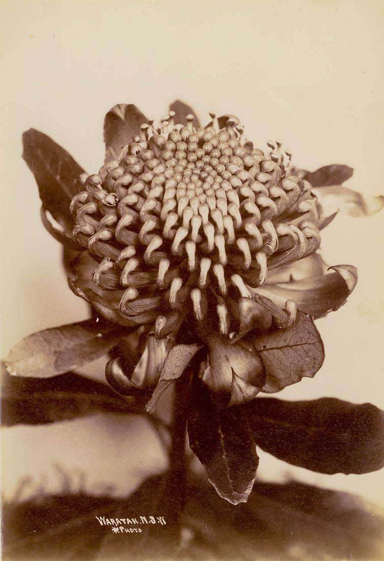 Image of Waratah