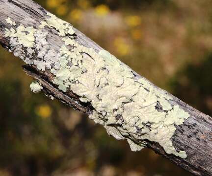 Image of Flavoparmelia soredians (Nyl.) Hale