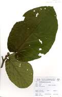 صورة Mansonia altissima A. Chevalier