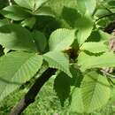 Image of Ulmus castaneifolia Hemsl.