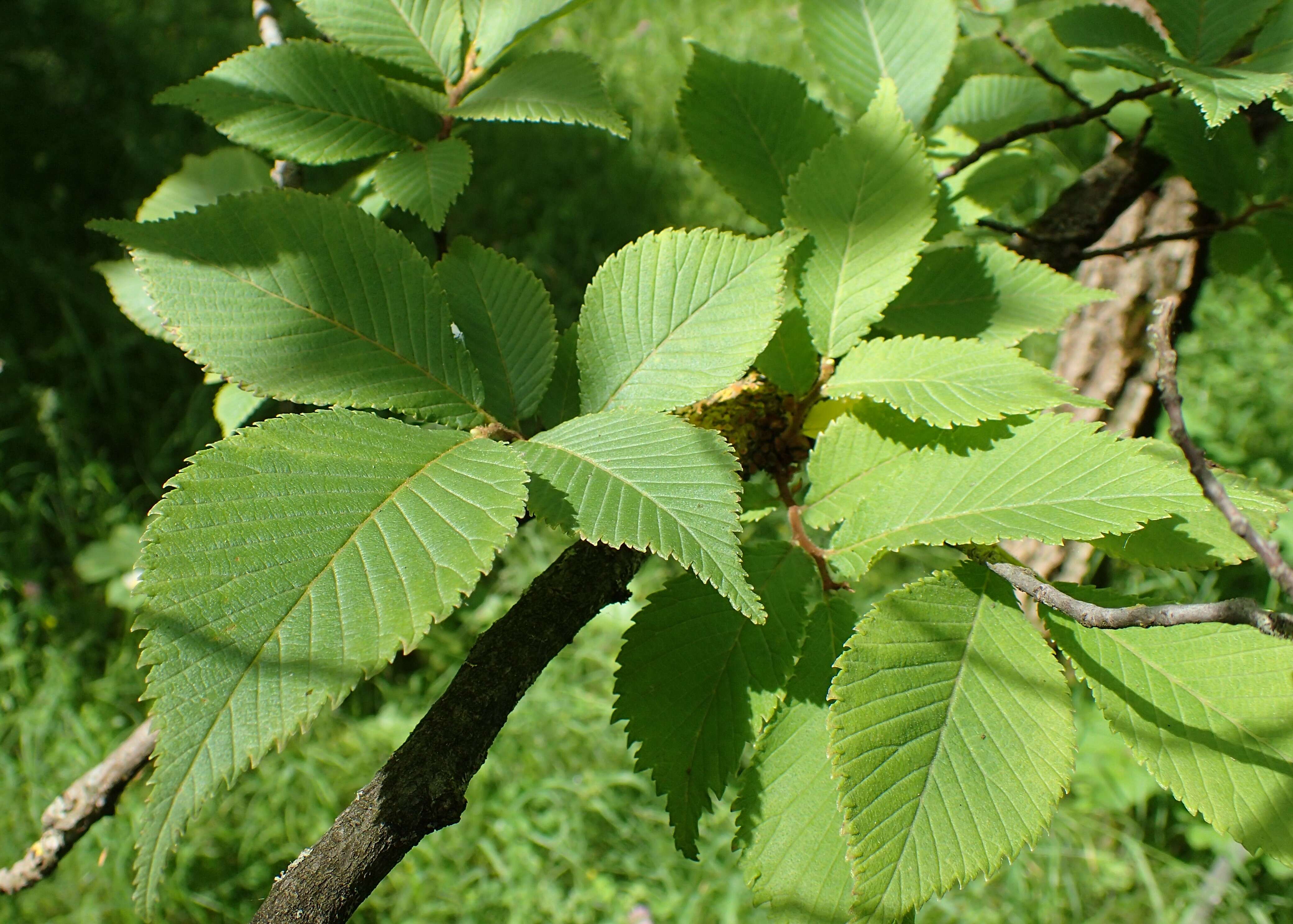 Image de Ulmus castaneifolia Hemsl.