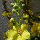 Verbascum olympicum Boiss. resmi