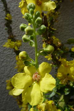 Verbascum olympicum Boiss. resmi