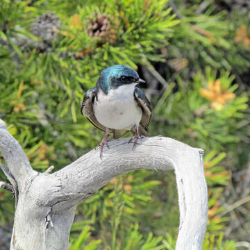 Image of Tachycineta Cabanis 1851