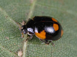 Adalia bipunctata (Linnaeus 1758) resmi