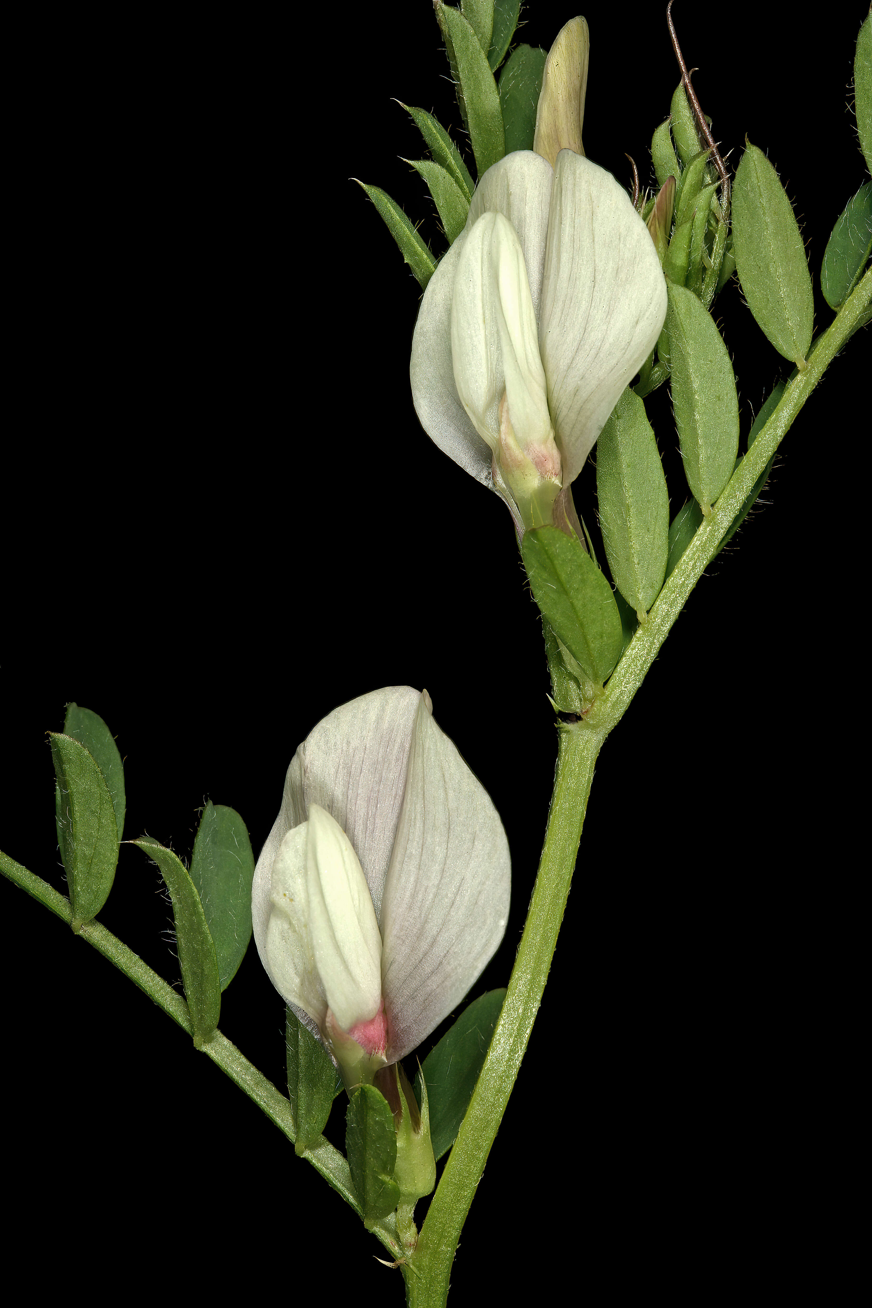 Image of smooth yellow vetch