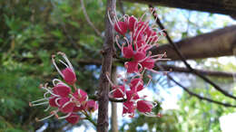 Image of Melicope rubra (Lauterb. & K. Schum.) T. G. Hartley