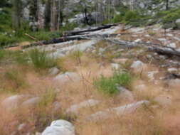 Image of rough bentgrass