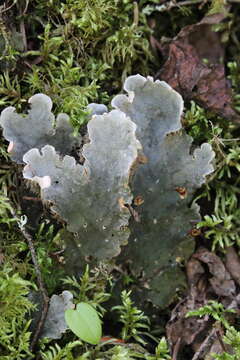 Image of felt lichen